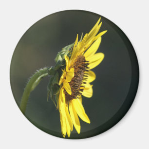 Aimant F43 Fleur sauvage jaune Susan aux yeux noirs