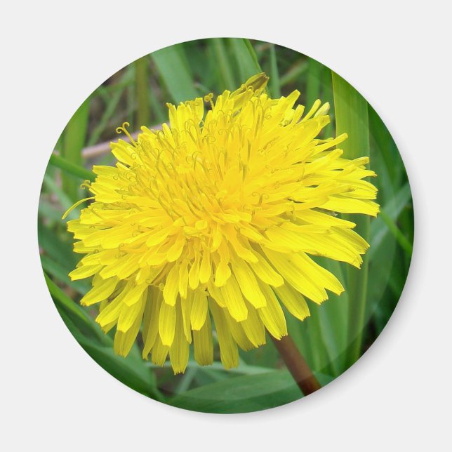 Aimant F45 Dandelion "Taraxacum officinale" (Devant)
