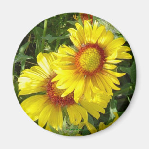 Aimant F6 Fleurs sauvages jaunes Gaillardia