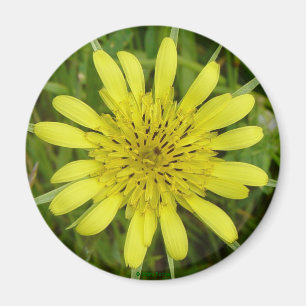 Aimant F9 Tragopogon dubius jaune fleur sauvage barbue
