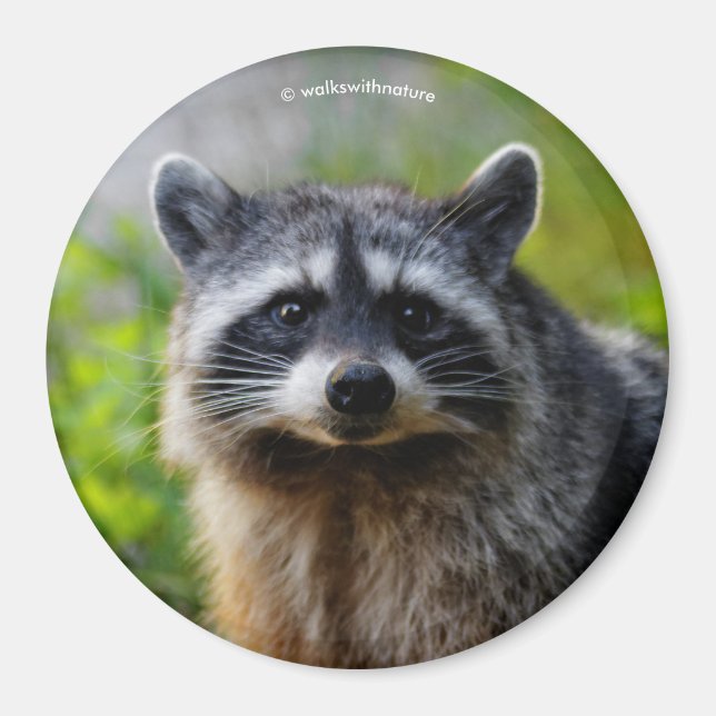 Aimant Face à face avec un Raccoon (Devant)