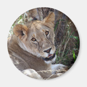 Aimant face de lion