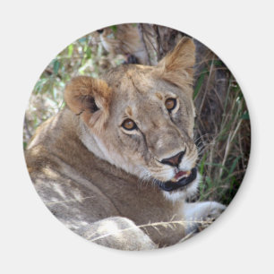 Aimant face de lion