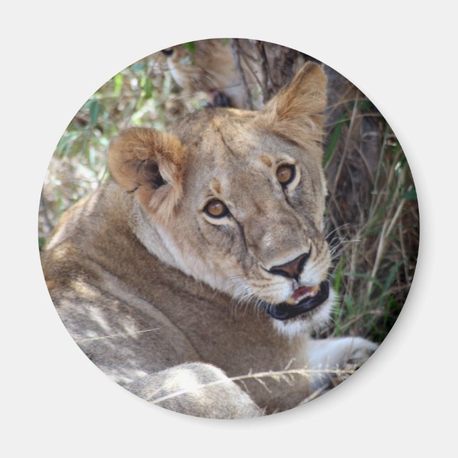 Aimant face de lion (Devant)