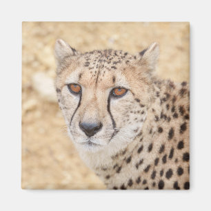 Aimant Face of the Wild : Le regard intense de Cheetah