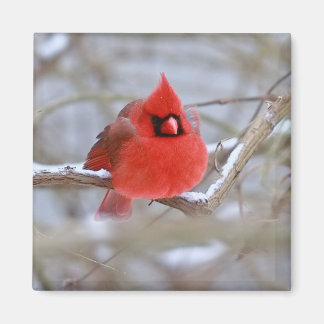 Aimant Faire_Cardinal_Aimant