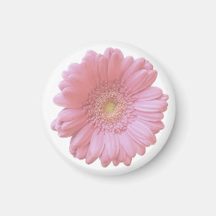 Aimant Faisée de gerbera rose pâle