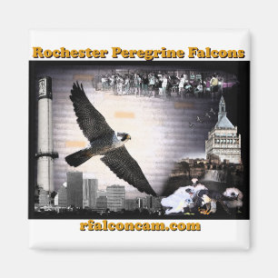 Aimant Falcons pérégrins de Rochester d'aimant