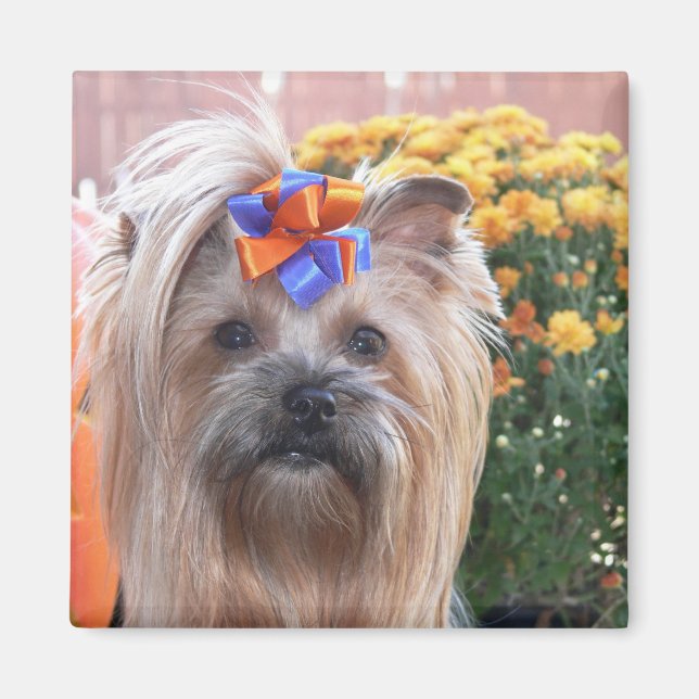 Aimant Fall Yorkie Fun (Devant)