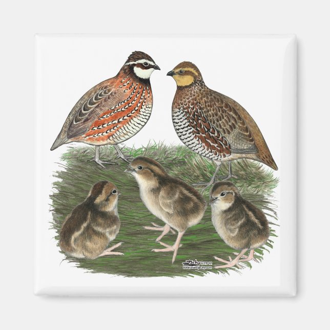 Aimant Famille Bobwhite Quail (Devant)