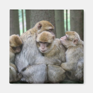 Aimant Famille Cute Ape Photo Hug