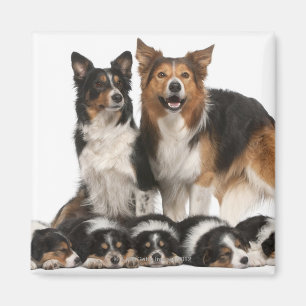 Aimant Famille de collie frontalière