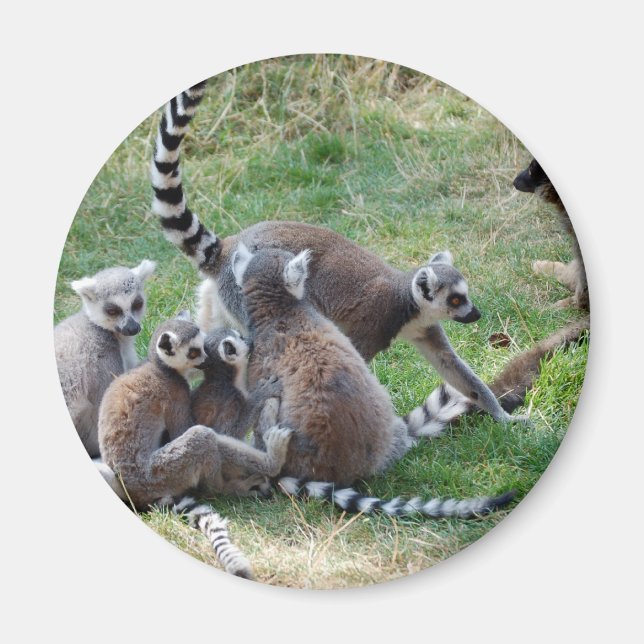 Aimant Famille de lémuriens (Devant)