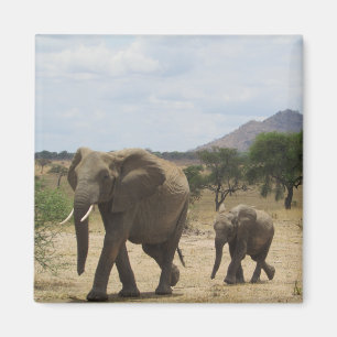 Aimant famille des éléphants