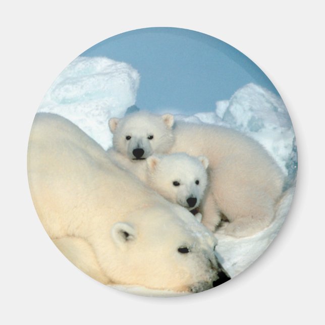 Aimant Famille d'ours polaires (Devant)
