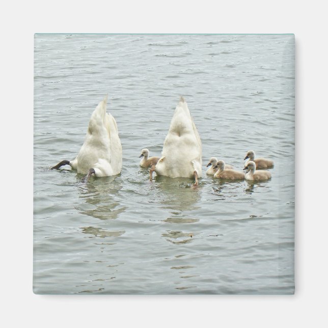 Aimant Famille Mute Swan (Devant)