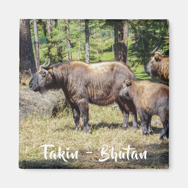 Aimant Famille Takin, animal national du Bhoutan, Asie (Devant)