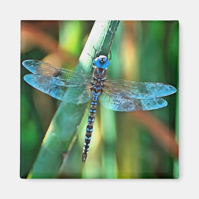 Aimant Fantasy Dragonfly (Devant)
