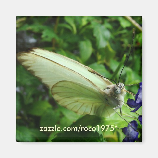 Aimant farfalla bianca (Devant)