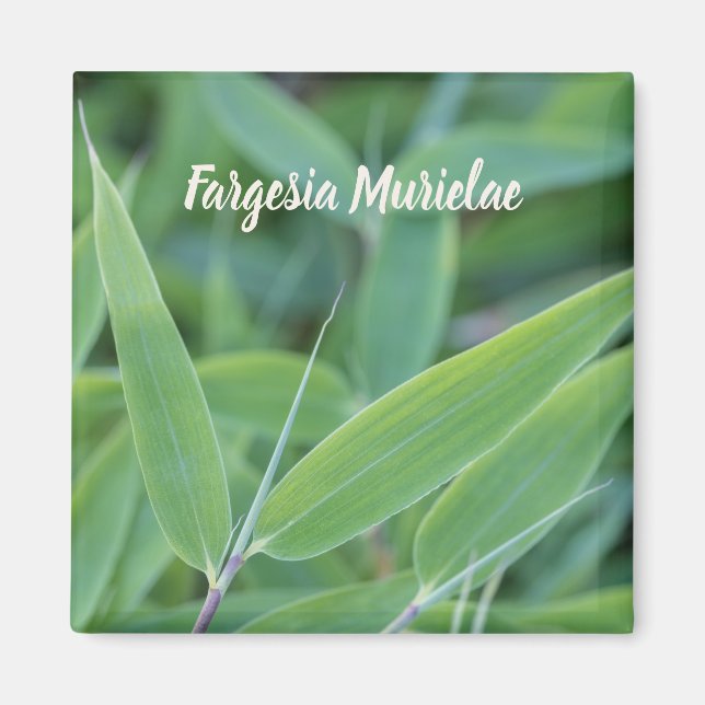 Aimant Fargesia murielae Bamboo plante pour jardiniers ca (Devant)