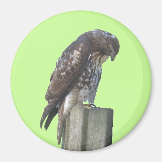 Aimant - Faucon (Devant)