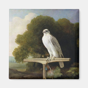 Aimant Faucon du Groenland (faucon gris), 1780 (huile sur