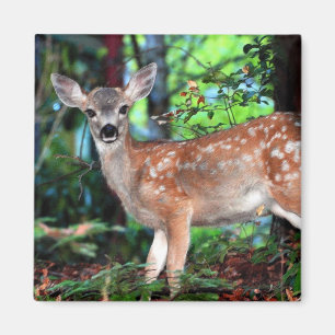 Aimant Faune