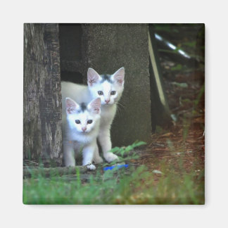Aimant Feral Kittens