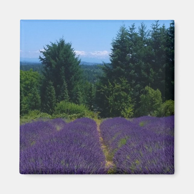 Aimant Ferme de Lavender (Devant)