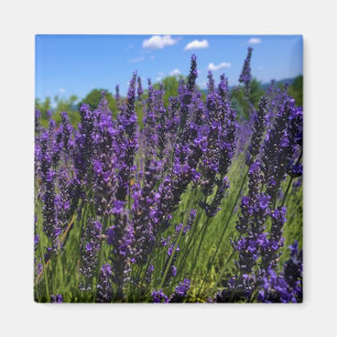 Aimant Ferme de Lavender