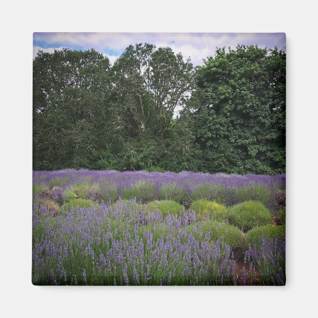 Aimant Ferme de Lavender (Devant)