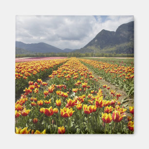 Aimant Ferme de tulipes près d'Agassiz, Colombie-Britanni