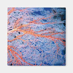 Aimant Fermez-vous du corail, l'Okinawa, Japon