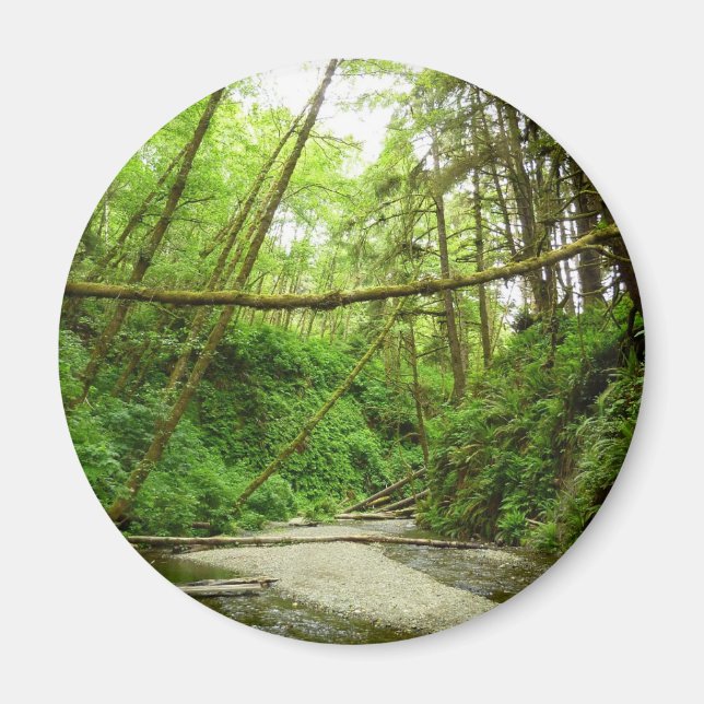 Aimant Fern Canyon I au Redwood National Park (Devant)