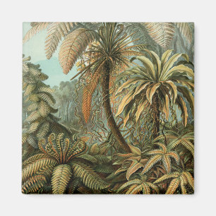 Aimant Ferns Palm Tree Antiquité Botanique Ferns Art