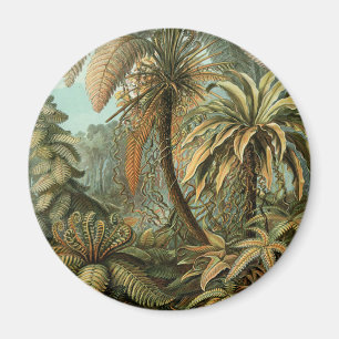 Aimant Ferns Palm Tree Antiquité Botanique Ferns Art