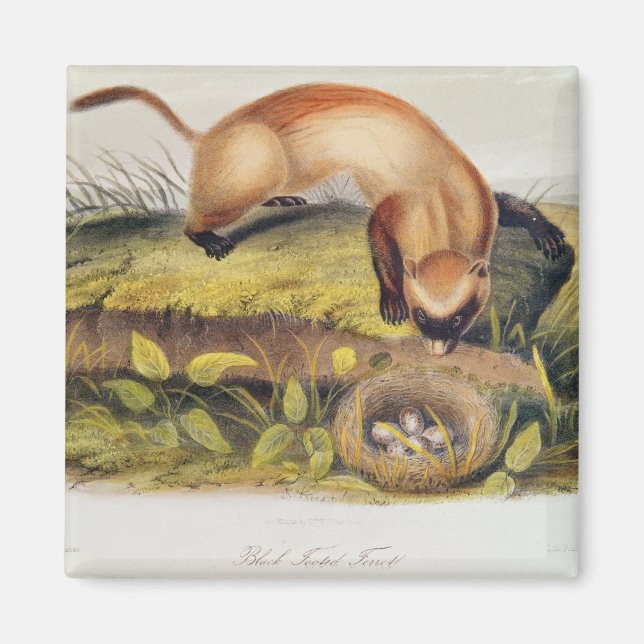 Aimant Ferret à pieds noirs (Devant)