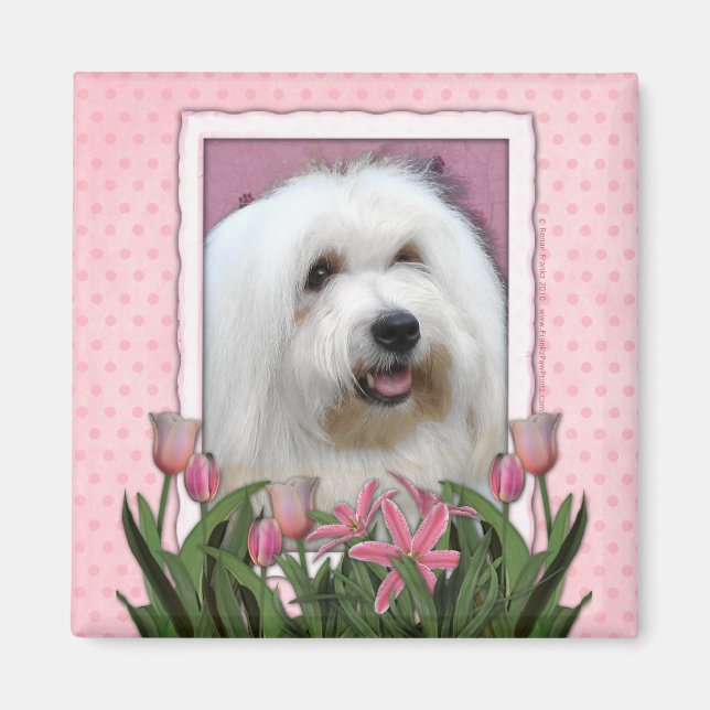 Aimant Fête des mères - Tulipes roses - Coton de Tulear (Devant)