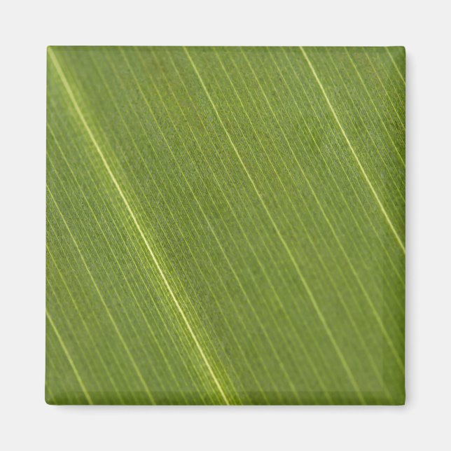 Aimant Feuille de palmier (Devant)