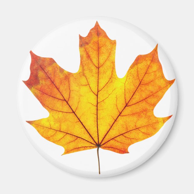Aimant Feuille d'érable orange (Devant)