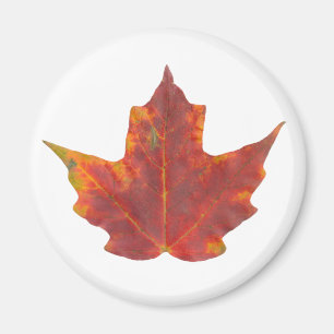 Aimant Feuille d'érable rouge