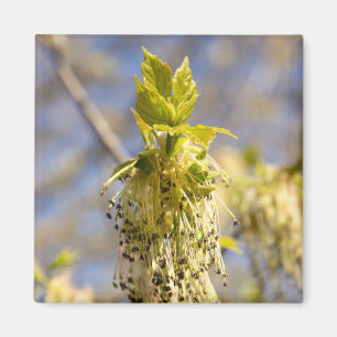 Aimant Feuille mignons en photo de printemps