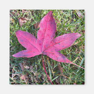 Aimant Feuille rouge