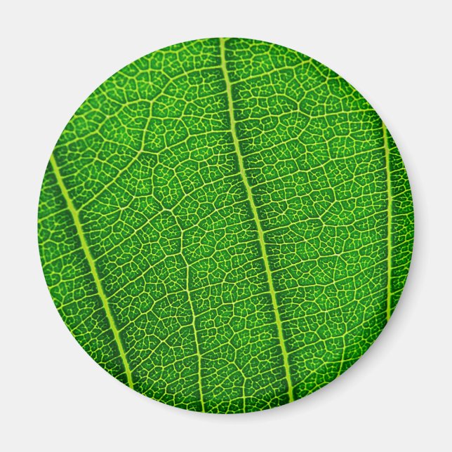 Aimant feuilles (Devant)