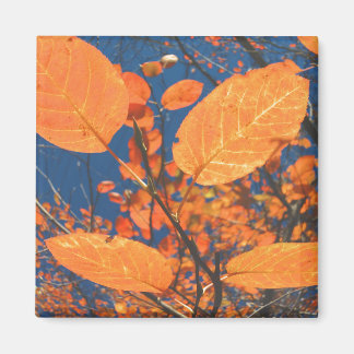 Aimant Feuilles automnales