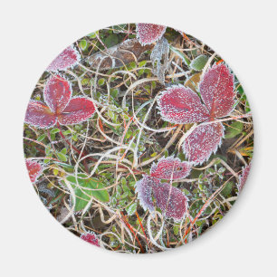 Aimant feuilles couverts de gel, Canada