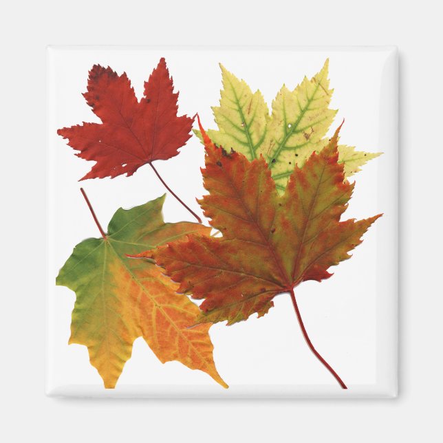 AIMANT FEUILLES D'AUTOMNE (Devant)