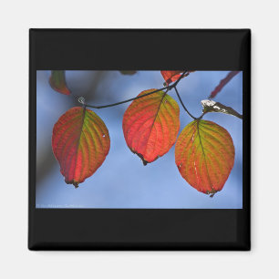 Aimant Feuilles d'automne colorées illuminées Trio