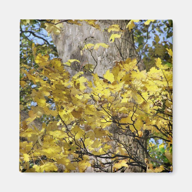 AIMANT FEUILLES D'AUTOMNE JAUNE (Devant)