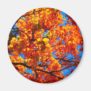 Aimant Feuilles d'automne orange vif Photo